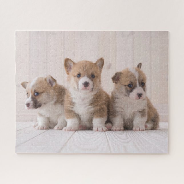 Puzzle Cutest Baby Animals | 3 Baby Corgis (Horizontal)