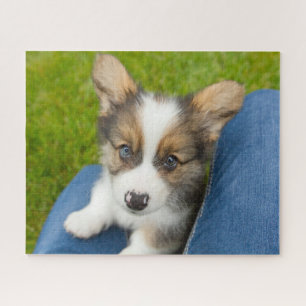 Puzzle Cutest Baby Animals Baby Corgi in My Lap
