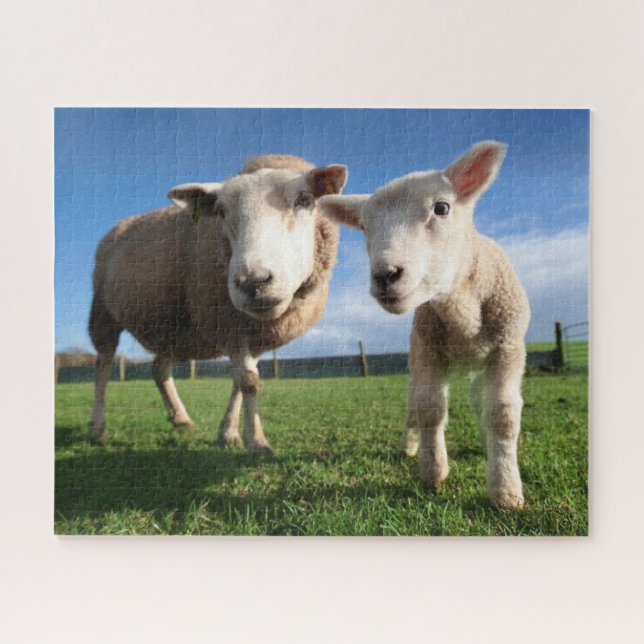 Puzzle Cutest Baby Animals | Newborn Lamb & Mama (Horizontal)