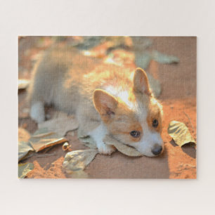 Puzzle Cutest Baby Animals Shy Corgi