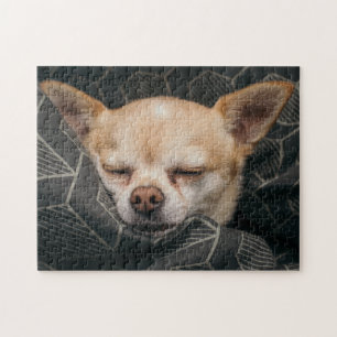 Puzzle Cutie Chihuahua