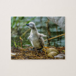 Puzzle Cygnet