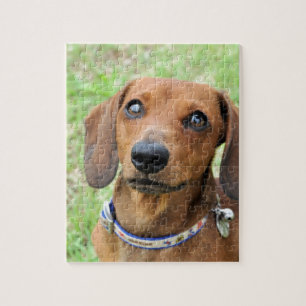 Puzzle Dachshund