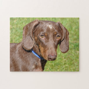 Puzzle Dachshund