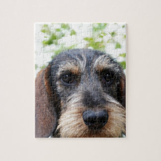 Puzzle Dachshund cabelludo del alambre miniatura