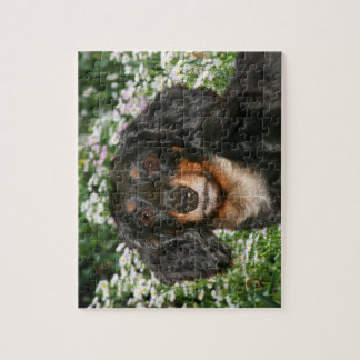 Puzzle Dachshund de pelo largo