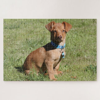 Puzzle Dachshund Puppy