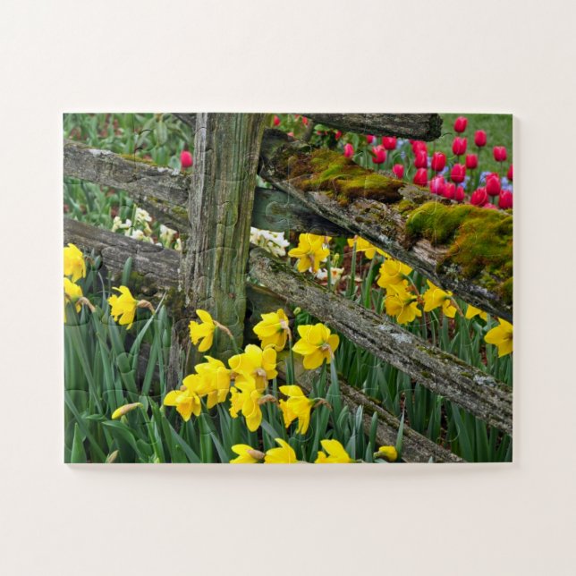 Puzzle Daffodis de primavera (Horizontal)