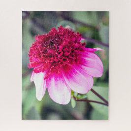 Puzzle Dahlia de dos toques de color rosa frio y magenta