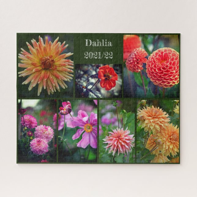 Puzzle Dahlia Flores Siete Collages de fotos 520pc Jigsaw (Horizontal)