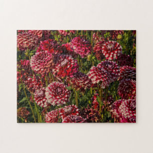 Puzzle Dahlias, granja de dahlias, Canby, Oregón, EE. UU.