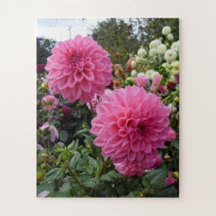 Puzzle Dahlias rosadas