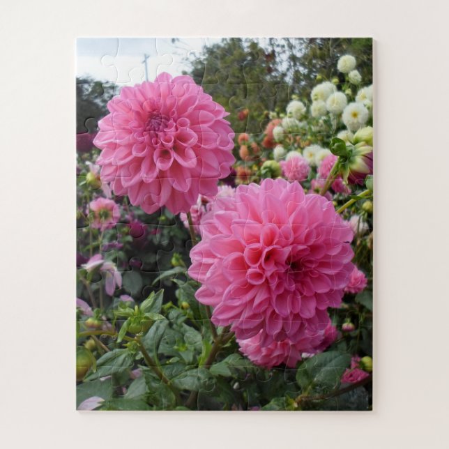 Puzzle Dahlias rosadas (Vertical)