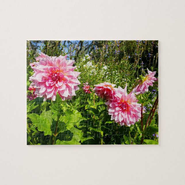 Puzzle Dahlias rosadas (gota de Otto) (Horizontal)