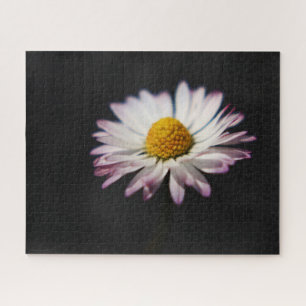 Puzzle Daisy común 16x20 520pc jpcn