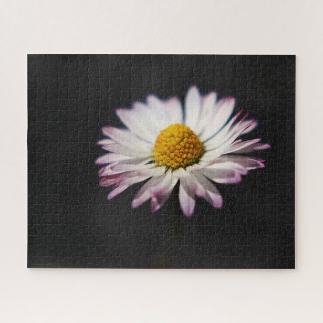 Puzzle Daisy común 16x20 520pc jpcn (Horizontal)