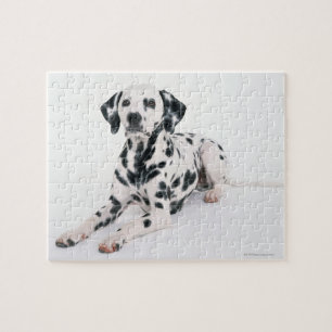 Puzzle Dalmatiano 4