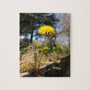 Puzzle Dandelions al sol