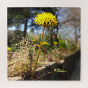 Puzzle Dandelions al sol