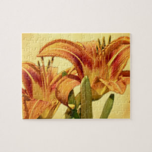 Puzzle Daylilies - Hemerocallis