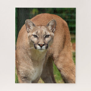 Puzzle de Cougar Lion Jigsaw