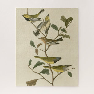 Puzzle De duelo, otros agitadores, aves auduónicas de Amé