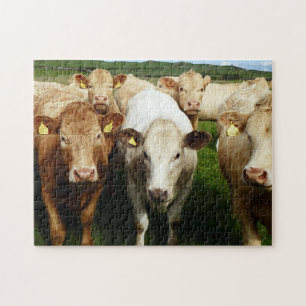 Puzzle de vacas marrones
