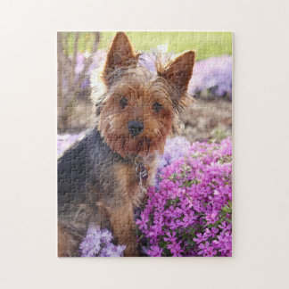 Puzzle de Yorkshire Terrier Jigsaw