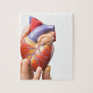Puzzle Dedos que muestran el corazón humano modelo en