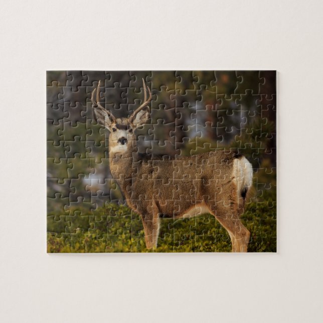 Puzzle Deer Buck (Horizontal)