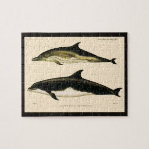 Puzzle Delfines antiguos, animales mamíferos marinos 