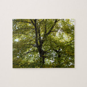Puzzle Dentro de un árbol de arce amarillo otoño
