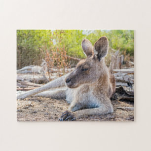 Puzzle Descanso de los canguros australianos