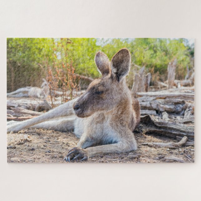 Puzzle Descanso de los canguros australianos (Horizontal)