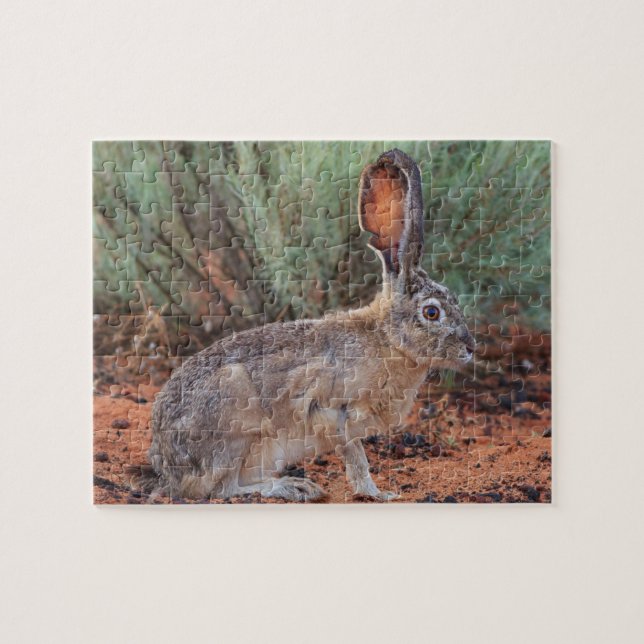 Puzzle Desert Jackrabbit (Horizontal)