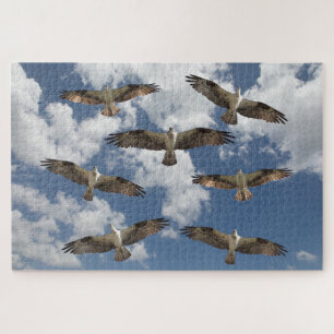 Puzzle Desfile de Osprey en el cielo