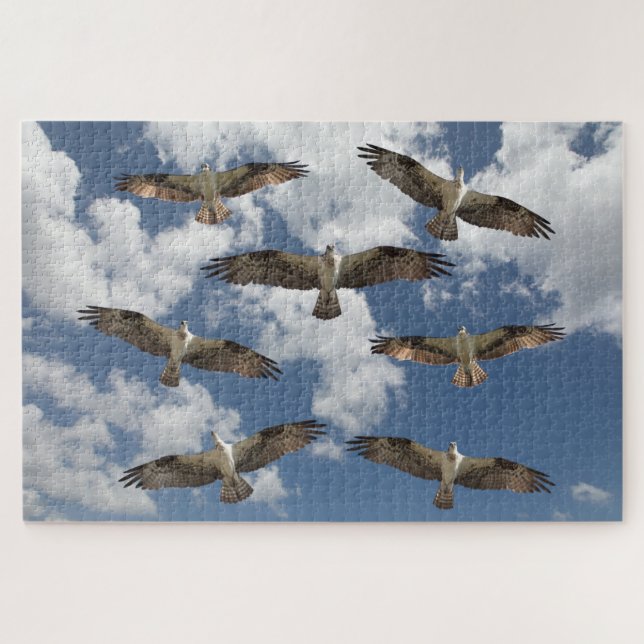 Puzzle Desfile de Osprey en el cielo (Horizontal)