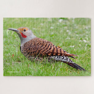 Puzzle Deslumbrante Carpintero Americano Forrajeando en l