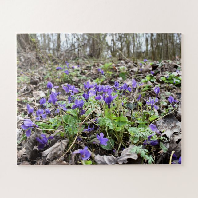 Puzzle Despertar de primavera , flores forestales , viole (Horizontal)
