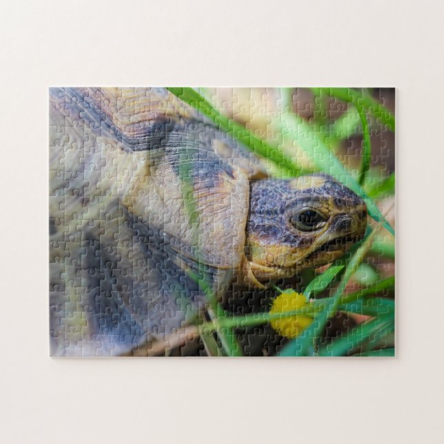 Puzzle Detalles de la tortuga de barro artificial en Sudá (Horizontal)
