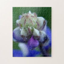Dew Dappling Lupine