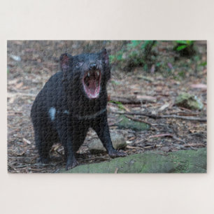 Puzzle Diablo de Tasmania en Tasmania Australia, 1014 pie