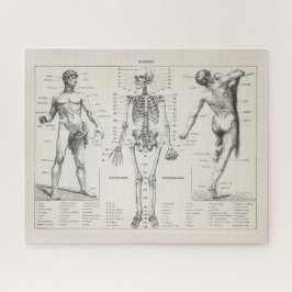 Puzzle Diagrama anatómico de antigüedades antiguas