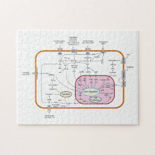 Puzzle Diagrama de las rutas de transducción de la señal