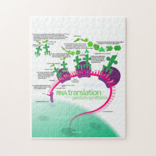 Puzzle Diagrama de síntesis de proteínas de la traducción