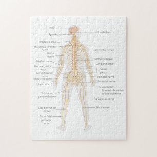 Puzzle Diagrama del cuerpo del sistema nervioso humano