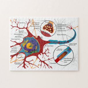 Puzzle Diagrama Neurona Completa Celula Nerviosa Sistema