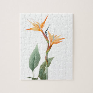 Puzzle Dibujo de ave del paraíso (flor)