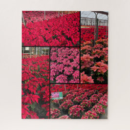 Puzzle Difficult Christmas Poinsettias 500 pieces