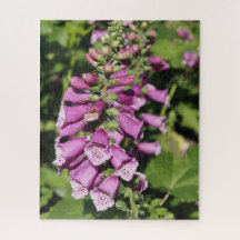 Digitalis